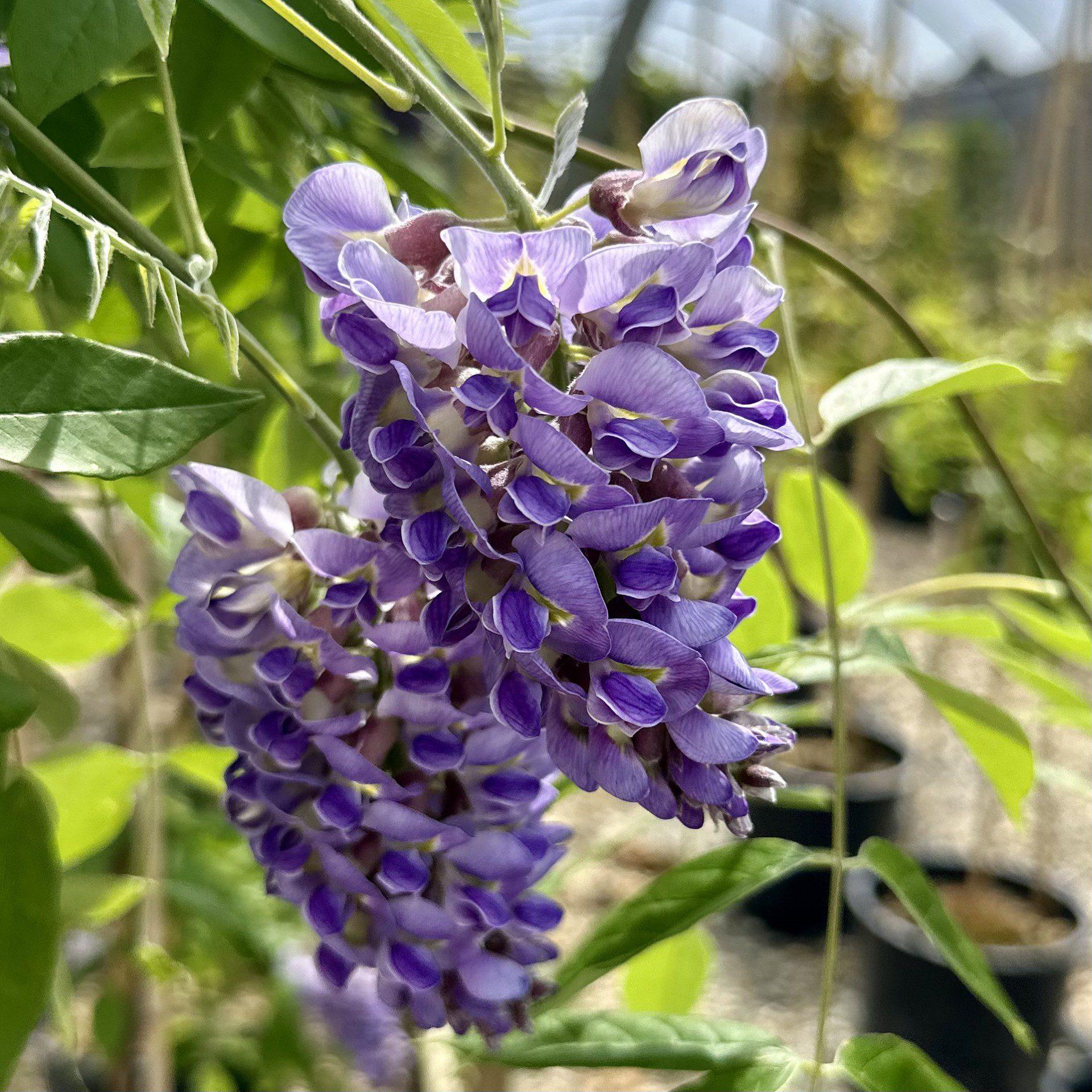 Wisteria Frutescens Amethyst Falls - View 3 from www redcrocus com