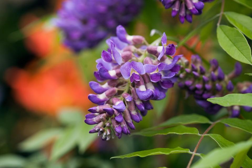 Wisteria Frutescens Amethyst Falls - View 4 from www redcrocus com