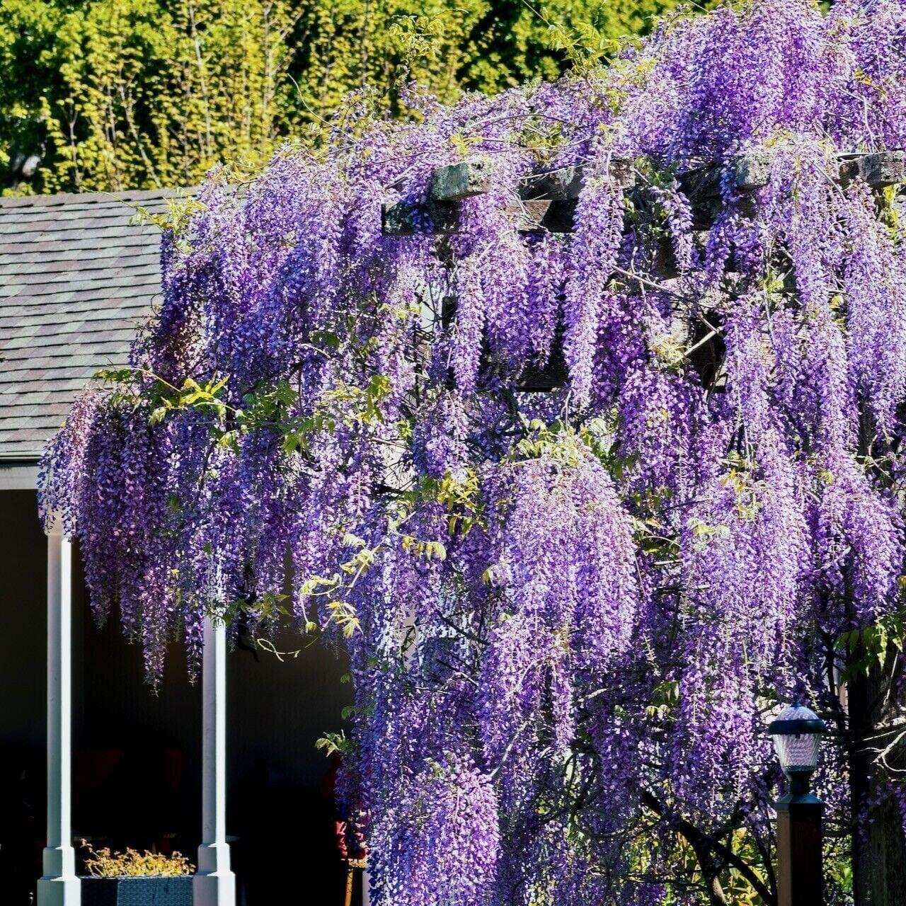 Wisteria Frutescens Amethyst Falls - View 7 from www redcrocus com