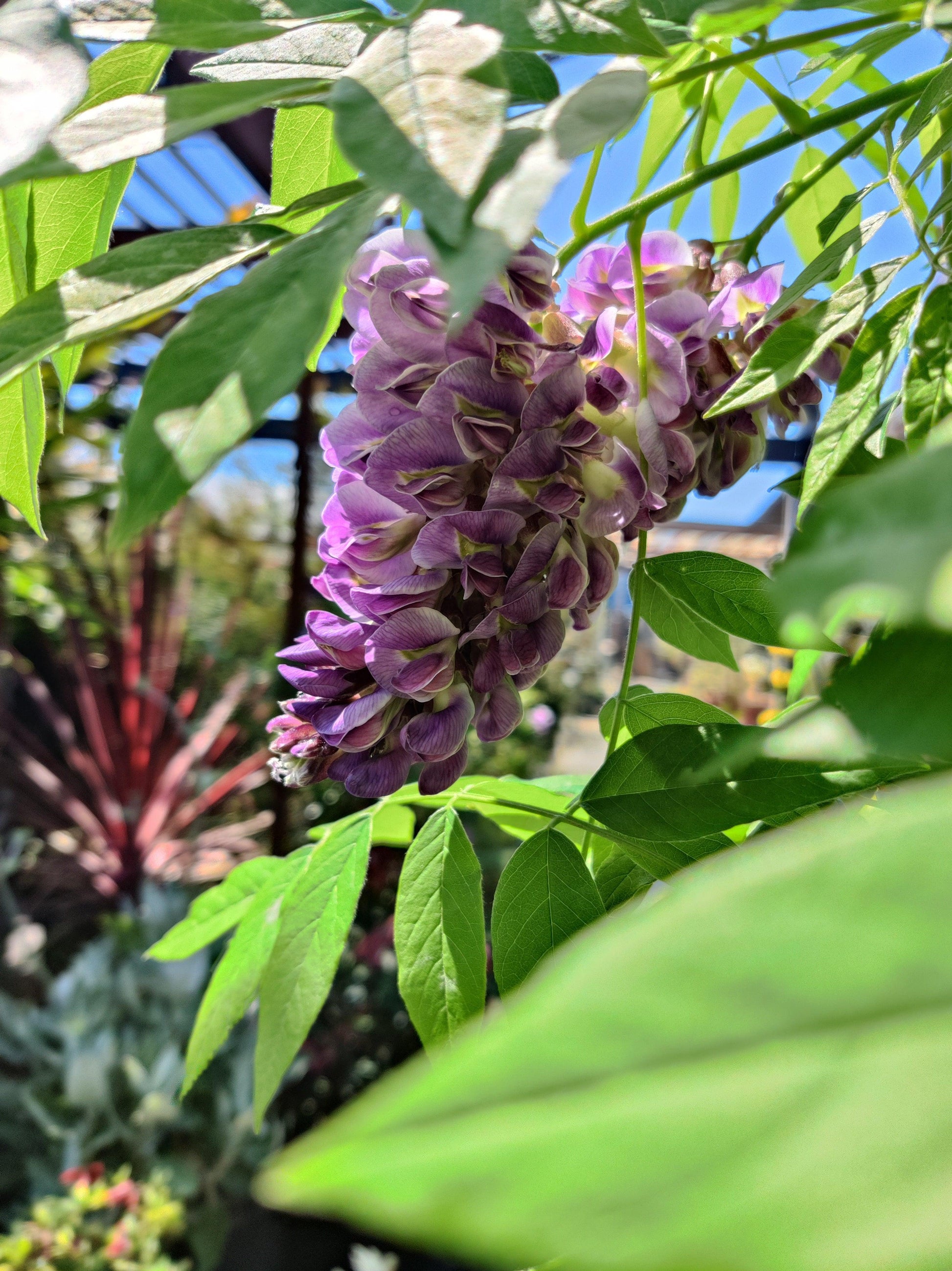 Wisteria Frutescens Amethyst Falls - View 9 from www redcrocus com