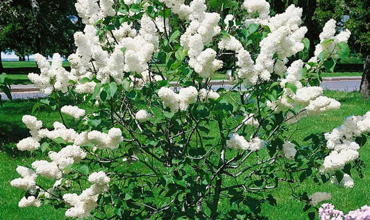 Syringa Vulgaris Angel White - View 10 from www redcrocus com
