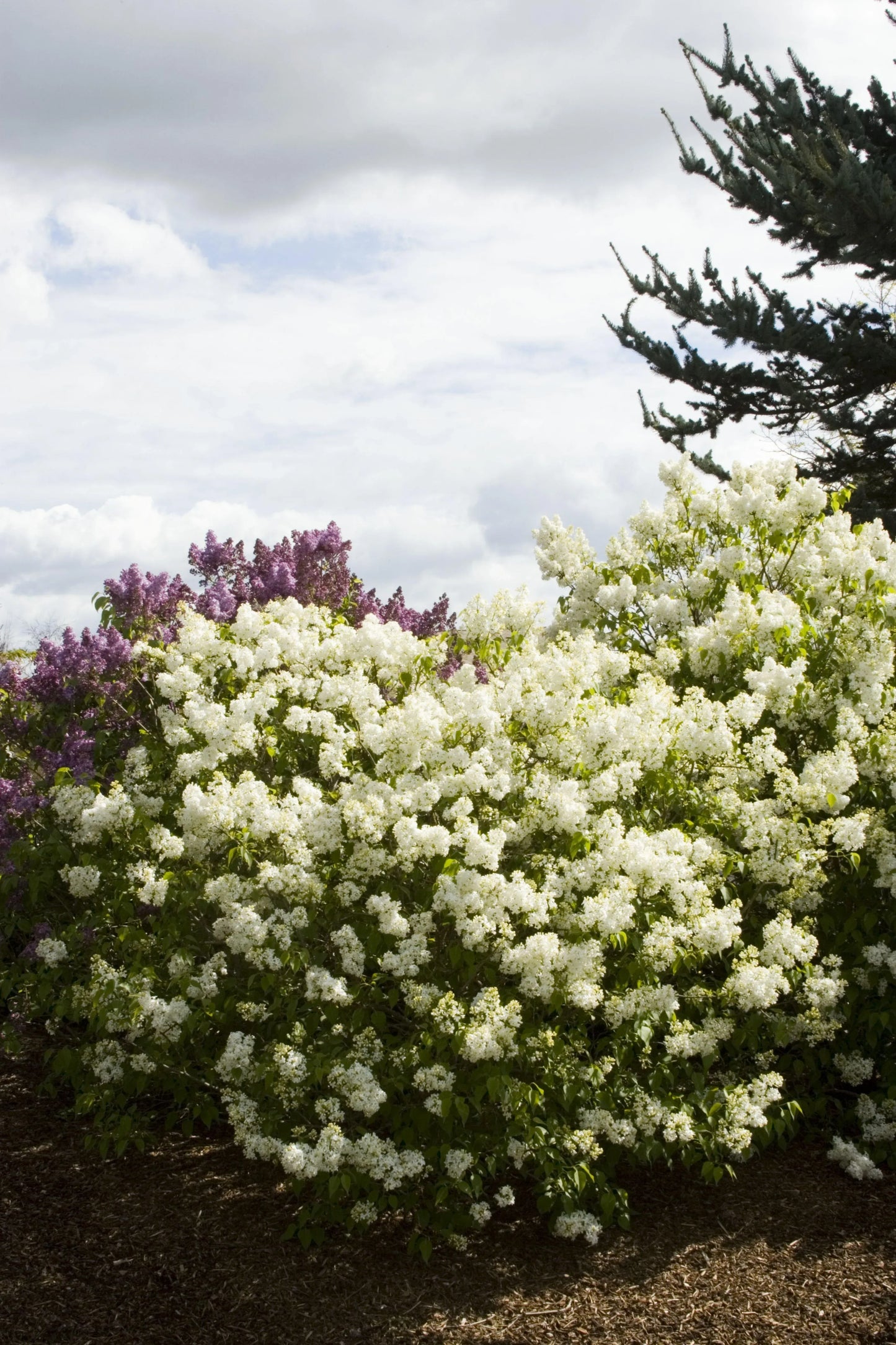 Syringa Vulgaris Angel White - View 11 from www redcrocus com