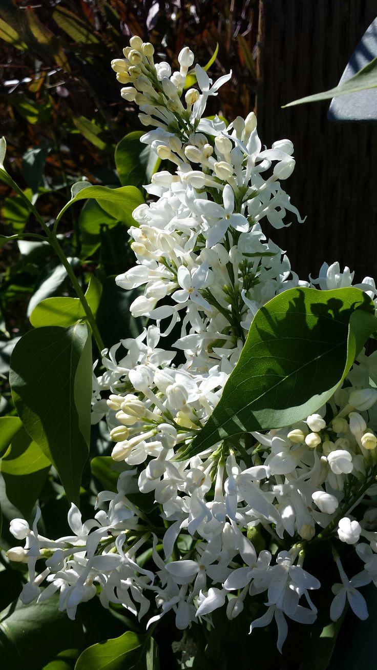 Syringa Vulgaris Angel White - View 12 from www redcrocus com