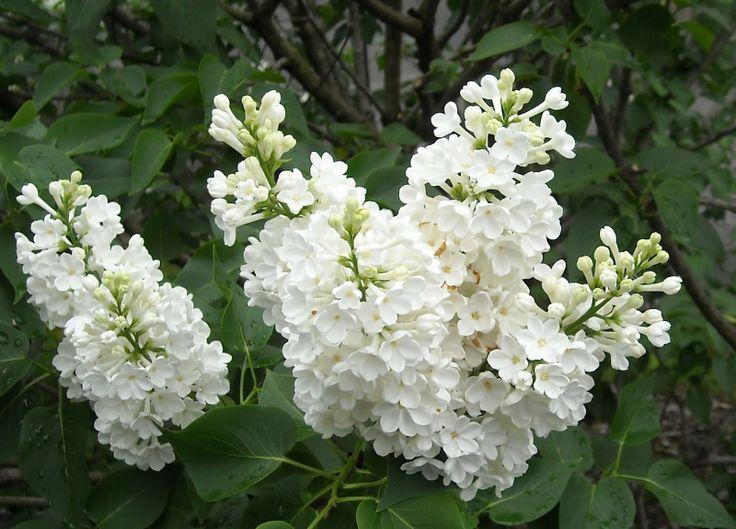 Syringa Vulgaris Angel White - View 13 from www redcrocus com