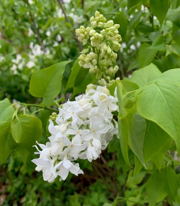 Syringa Vulgaris Angel White - View 15 from www redcrocus com