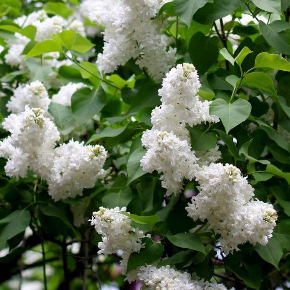 Syringa Vulgaris Angel White - View 16 from www redcrocus com