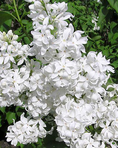 Syringa Vulgaris Angel White - View 17 from www redcrocus com