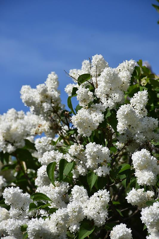 Syringa Vulgaris Angel White - View 1 from www redcrocus com