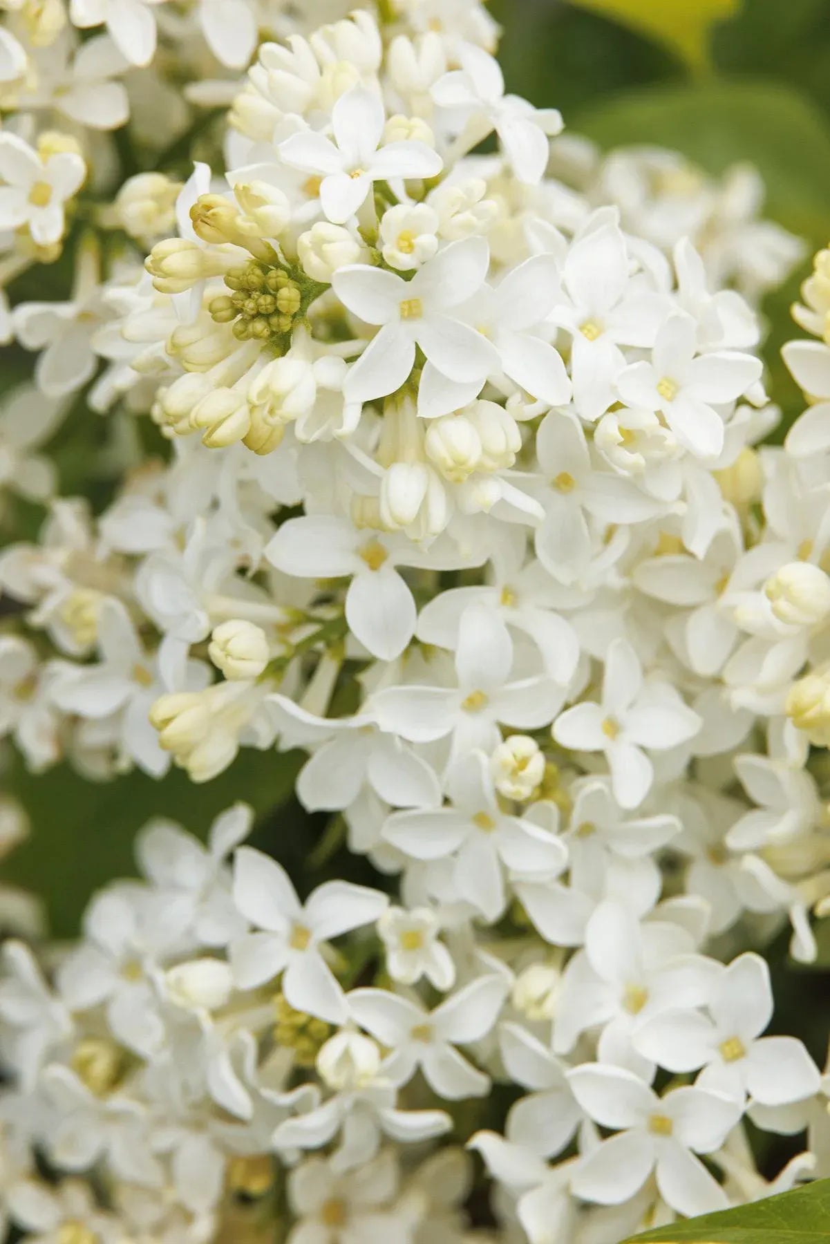 Syringa Vulgaris Angel White - View 2 from www redcrocus com