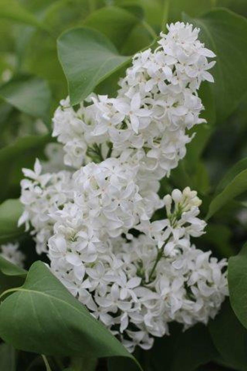 Syringa Vulgaris Angel White - View 5 from www redcrocus com