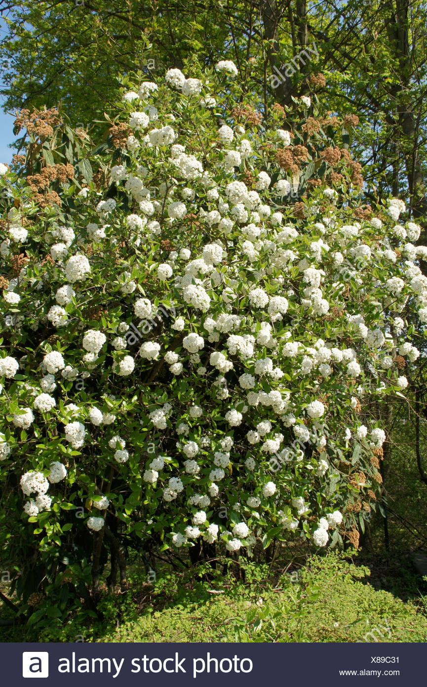 Viburnum Burkwoodii - View 12 from www redcrocus com