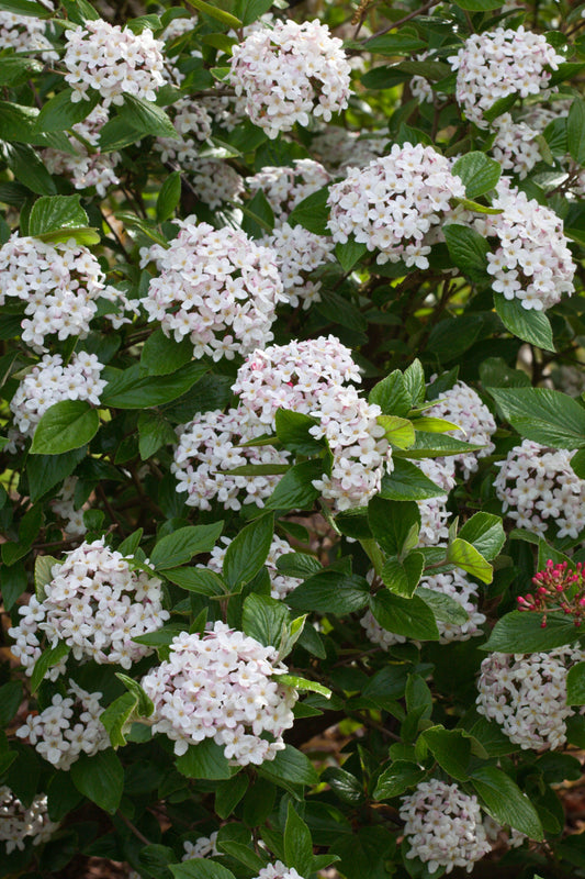 Viburnum Burkwoodii - View 13 from www redcrocus com