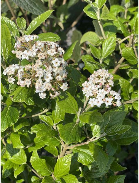Viburnum Burkwoodii - View 3 from www redcrocus com