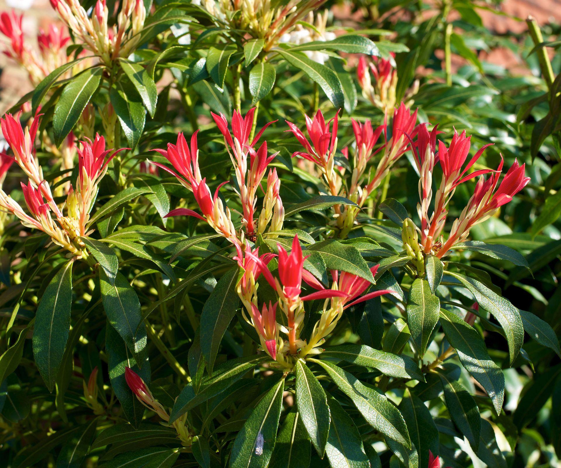Pieris Japonica 'red Head' - View 18 from www redcrocus com