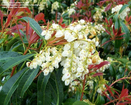 Pieris Japonica 'red Head' - View 1 from www redcrocus com