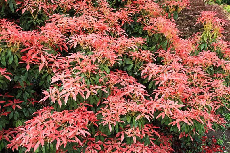 Pieris Japonica 'red Head' - View 1 from www redcrocus com