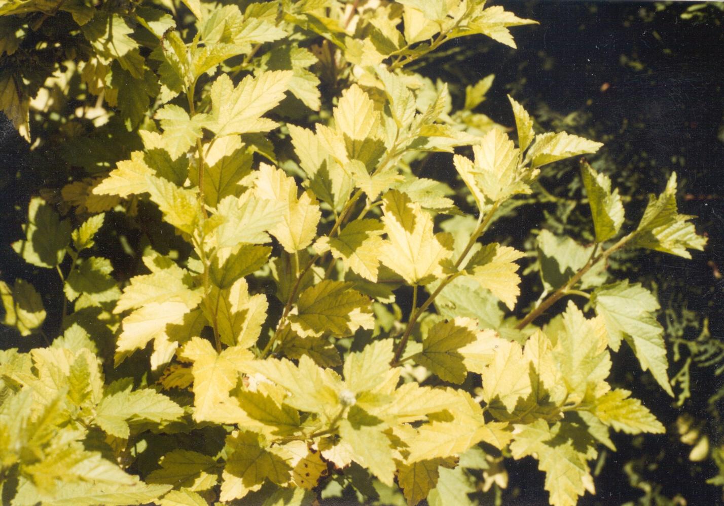 Physocarpus Opulifolius 'nugget' - View 10 from www redcrocus com