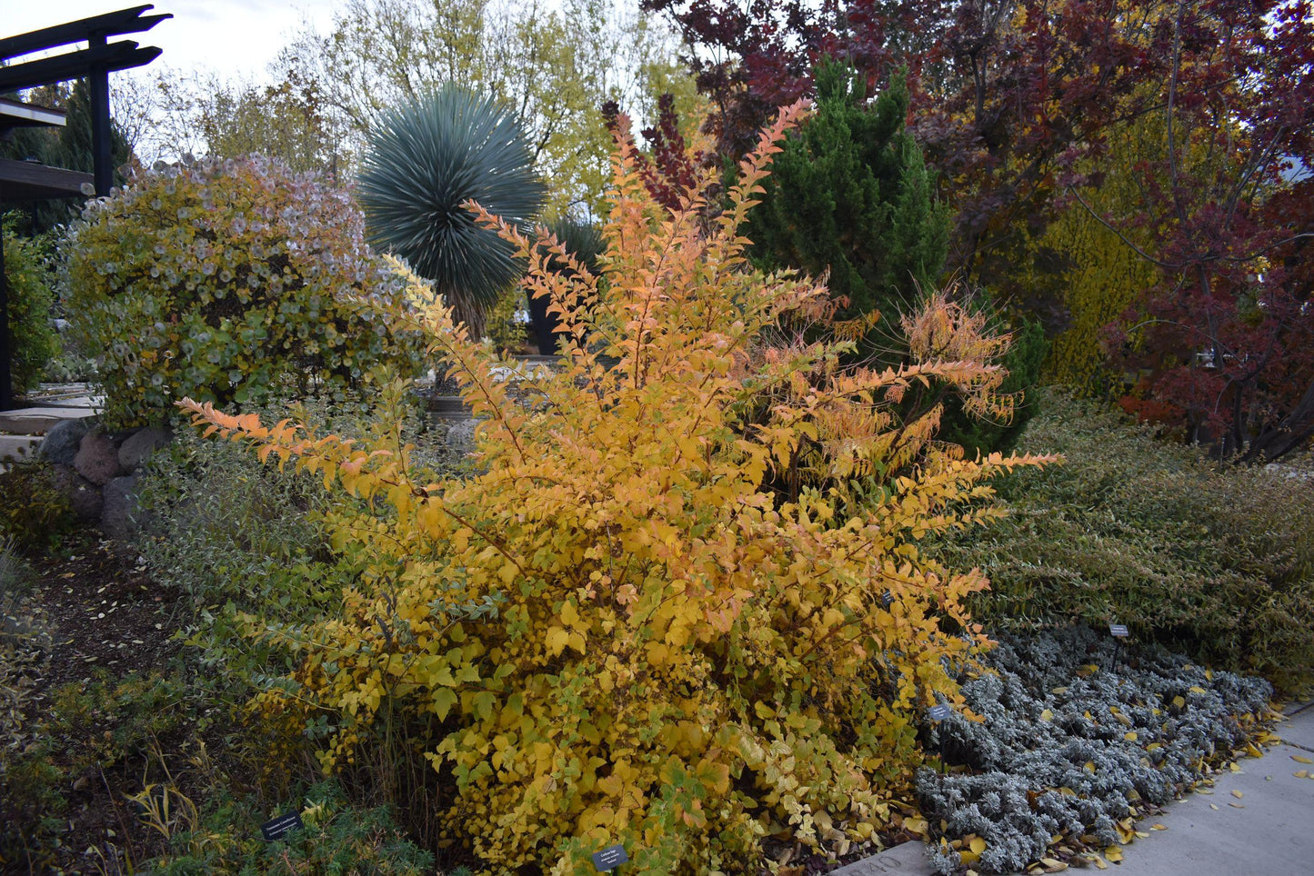 Physocarpus Opulifolius 'nugget' - View 11 from www redcrocus com