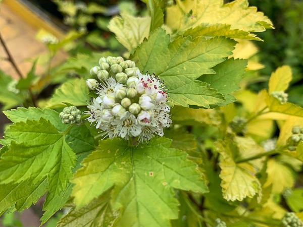 Physocarpus Opulifolius 'nugget' - View 13 from www redcrocus com