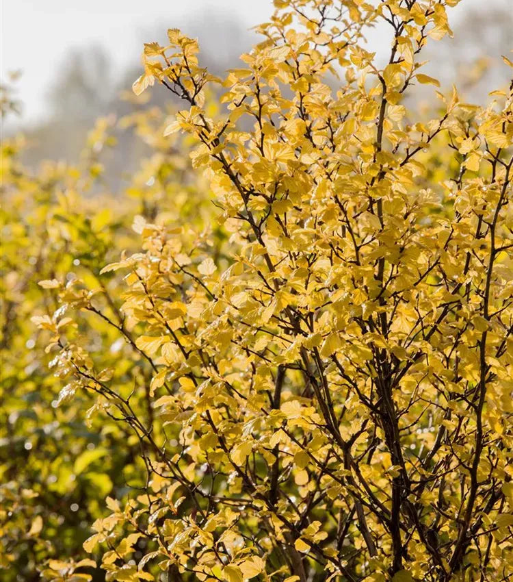 Physocarpus Opulifolius 'nugget' - View 14 from www redcrocus com