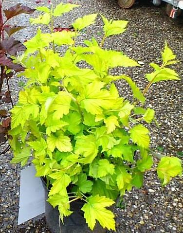 Physocarpus Opulifolius 'nugget' - View 15 from www redcrocus com