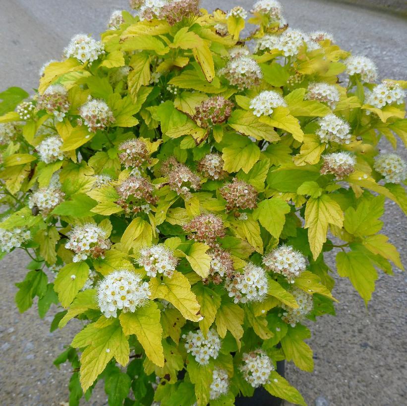 Physocarpus Opulifolius 'nugget' - View 1 from www redcrocus com
