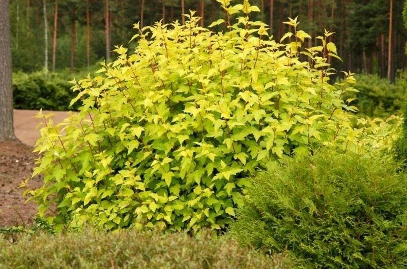 Physocarpus Opulifolius 'nugget' - View 2 from www redcrocus com