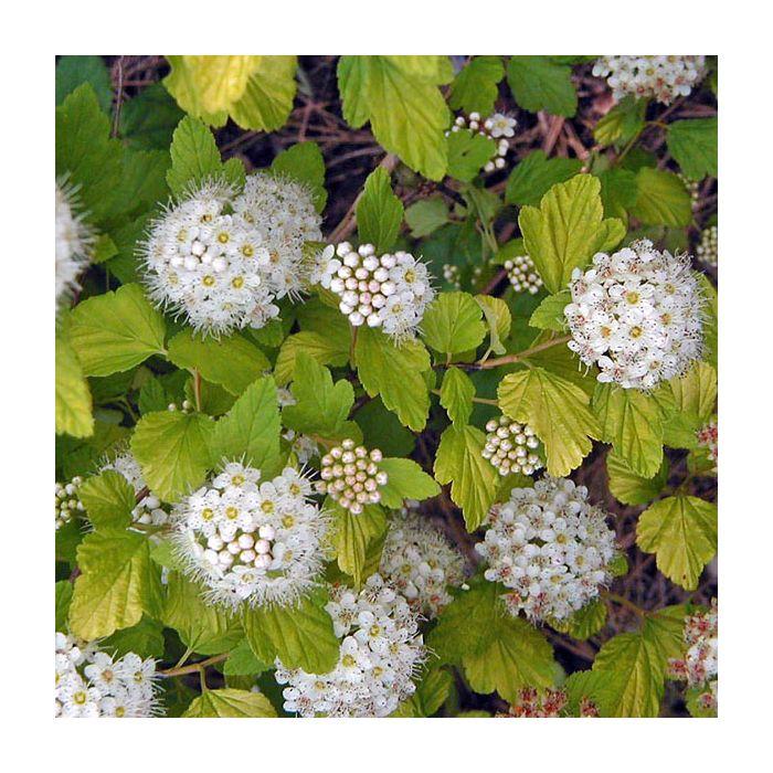 Physocarpus Opulifolius 'nugget' - View 3 from www redcrocus com