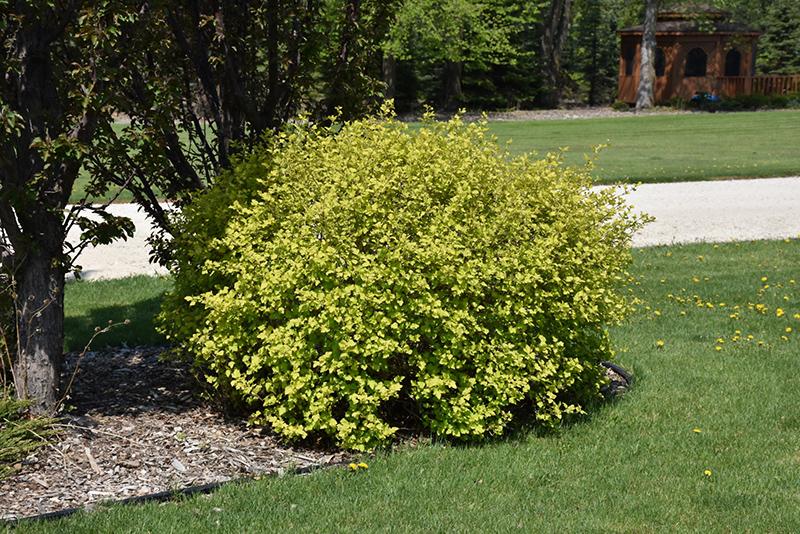 Physocarpus Opulifolius 'nugget' - View 4 from www redcrocus com