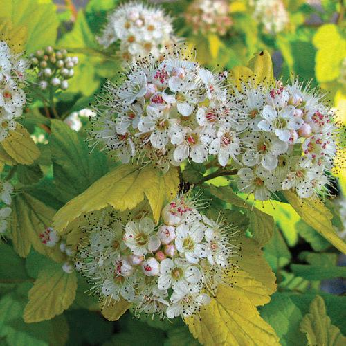 Physocarpus Opulifolius 'nugget' - View 5 from www redcrocus com