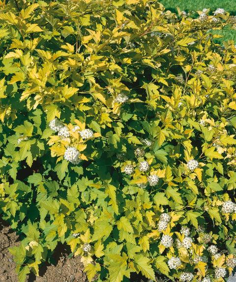 Physocarpus Opulifolius 'nugget' - View 9 from www redcrocus com