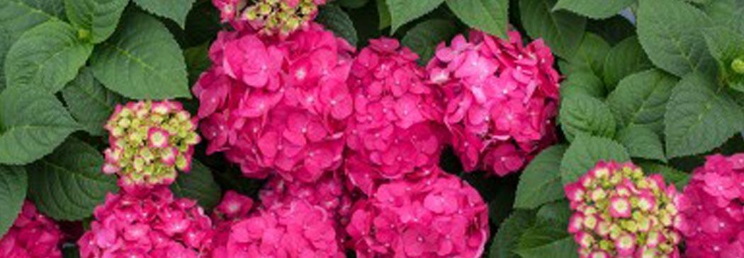 Hydrangea Macrophylla 'seaside Serenade Martha's Vineyard' - View 10 from www redcrocus com
