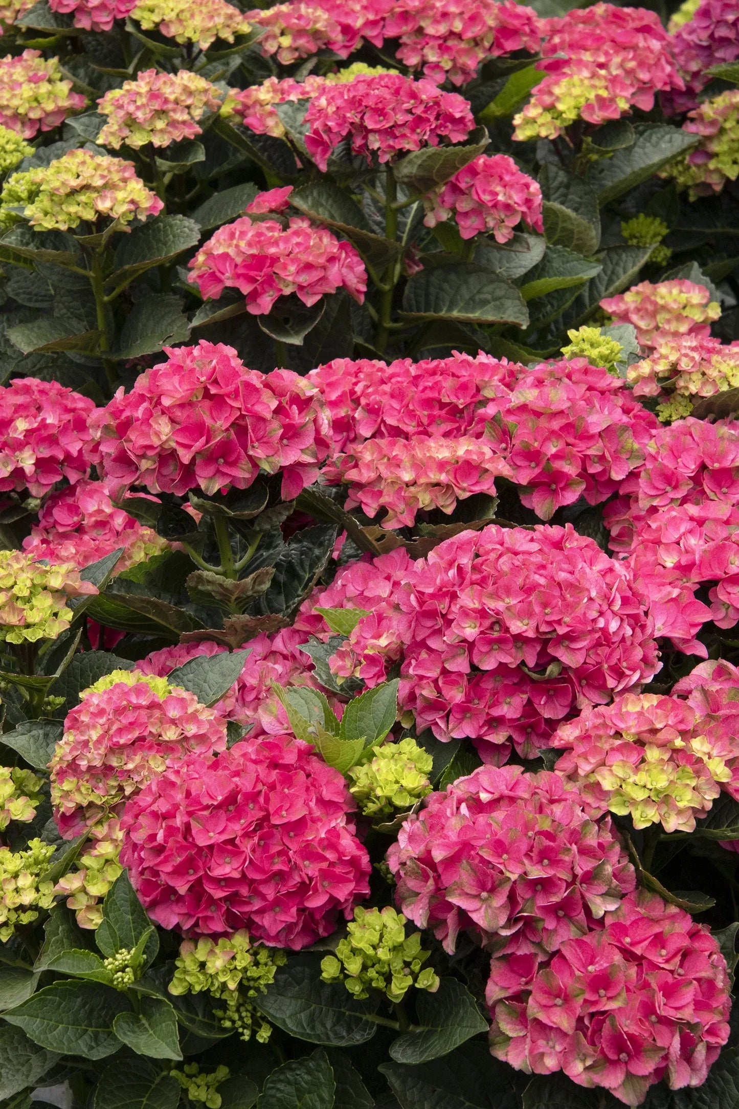 Hydrangea Macrophylla 'seaside Serenade Martha's Vineyard' - View 1 from www redcrocus com