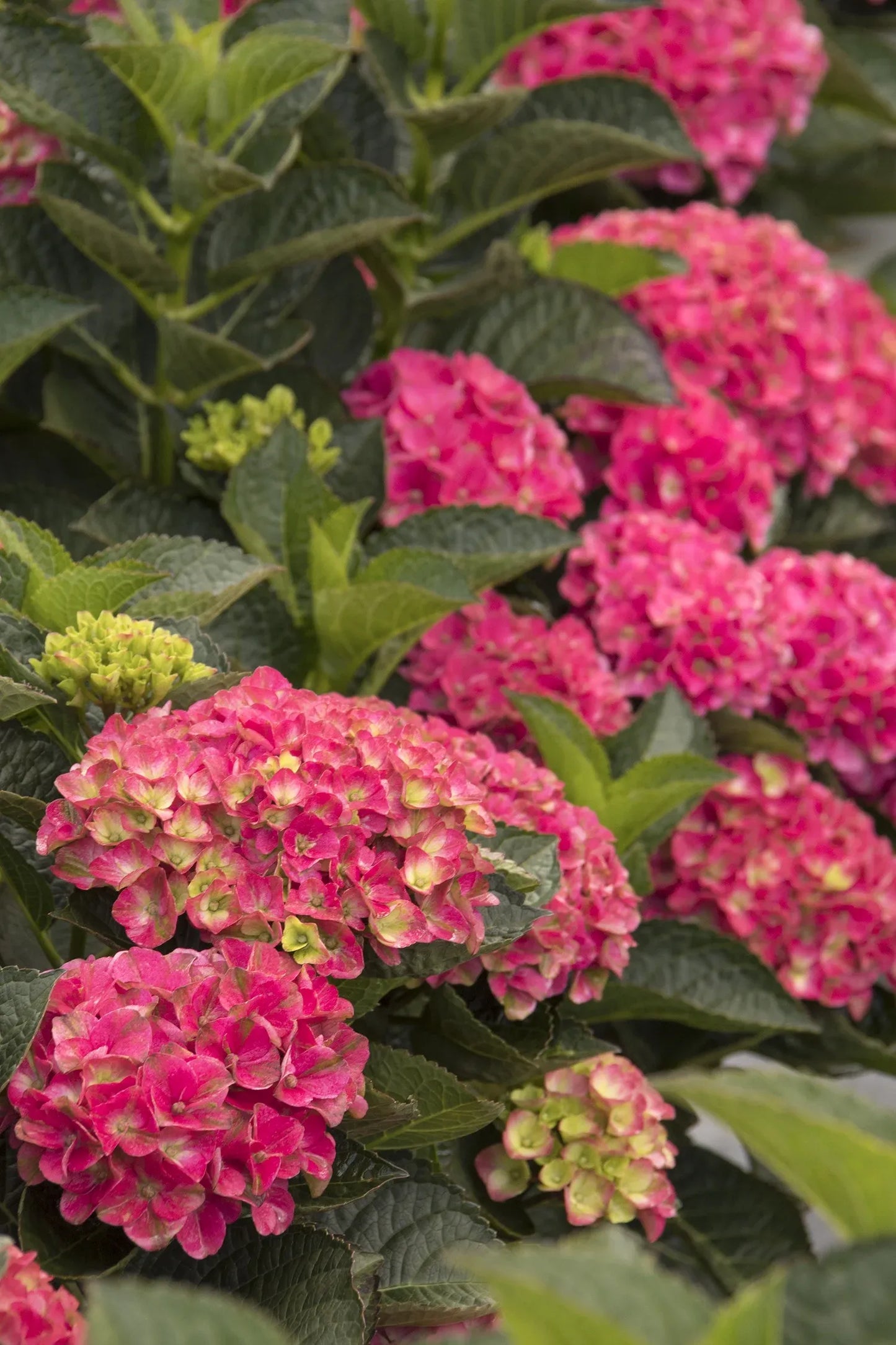 Hydrangea Macrophylla 'seaside Serenade Martha's Vineyard' - View 2 from www redcrocus com