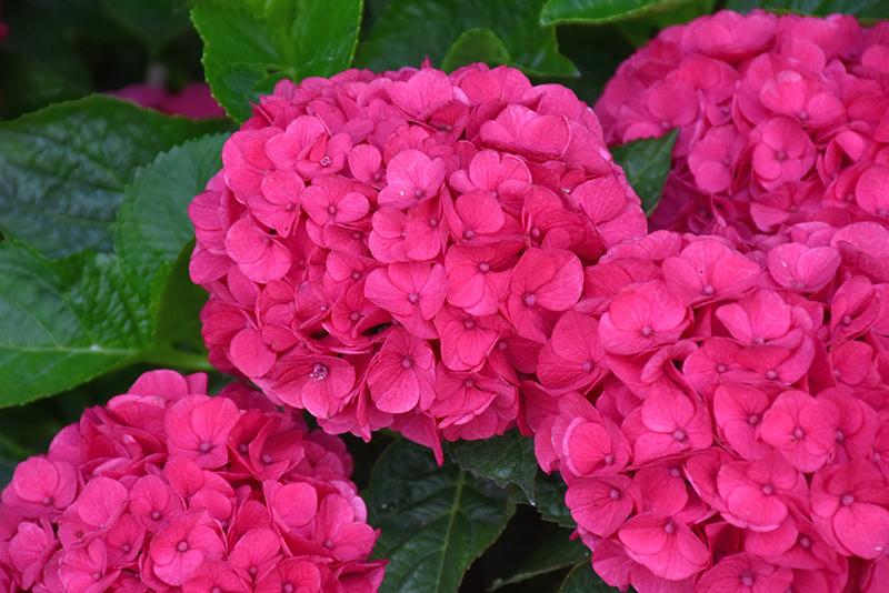 Hydrangea Macrophylla 'seaside Serenade Martha's Vineyard' - View 3 from www redcrocus com