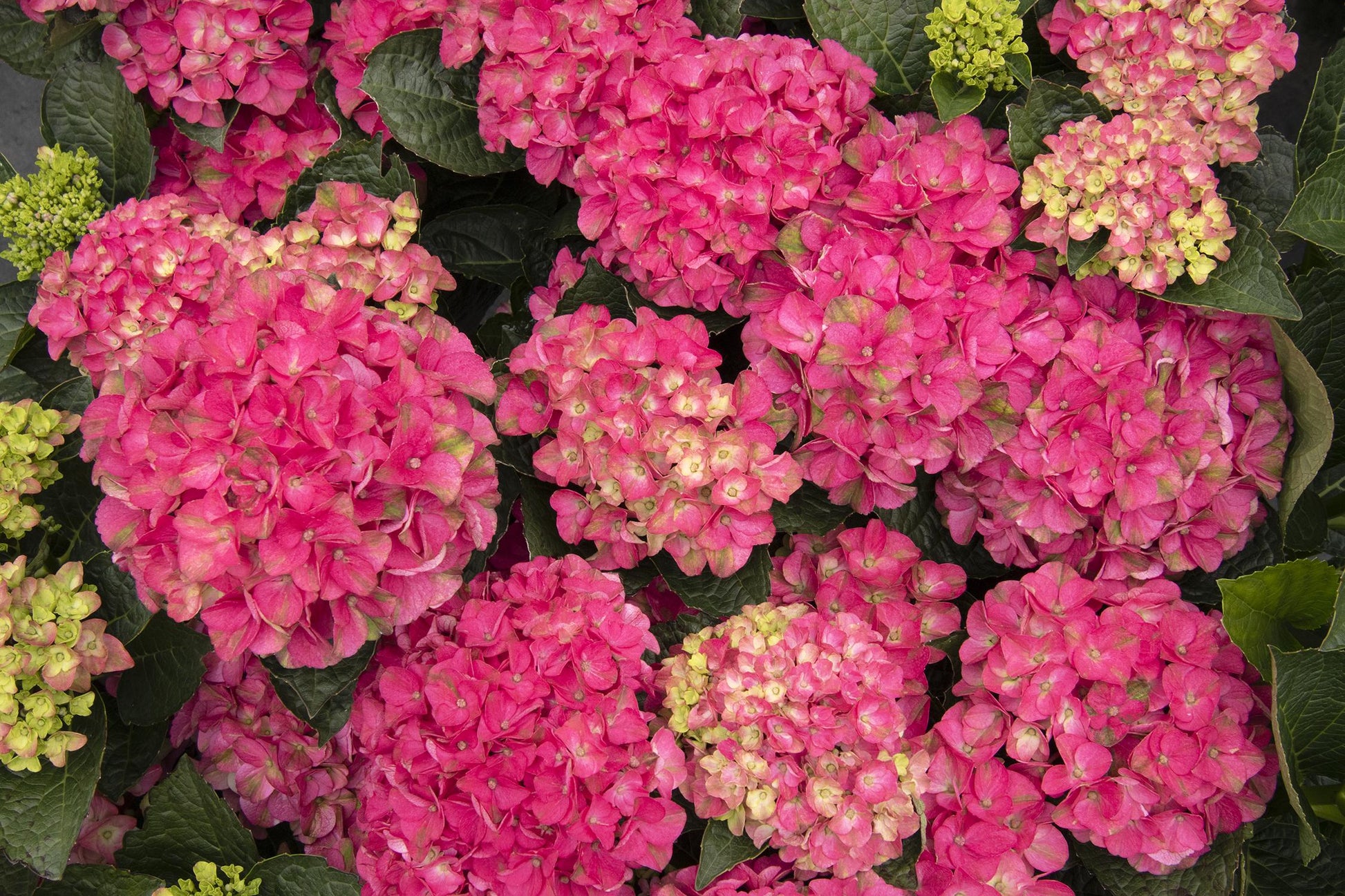 Hydrangea Macrophylla 'seaside Serenade Martha's Vineyard' - View 4 from www redcrocus com