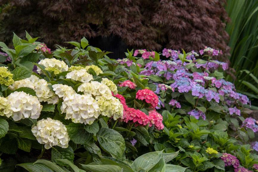 Hydrangea Macrophylla 'seaside Serenade Martha's Vineyard' - View 6 from www redcrocus com