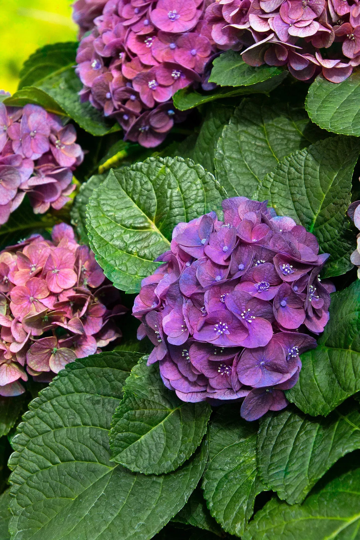 Hydrangea Macrophylla 'seaside Serenade Newport' - View 2 from www redcrocus com