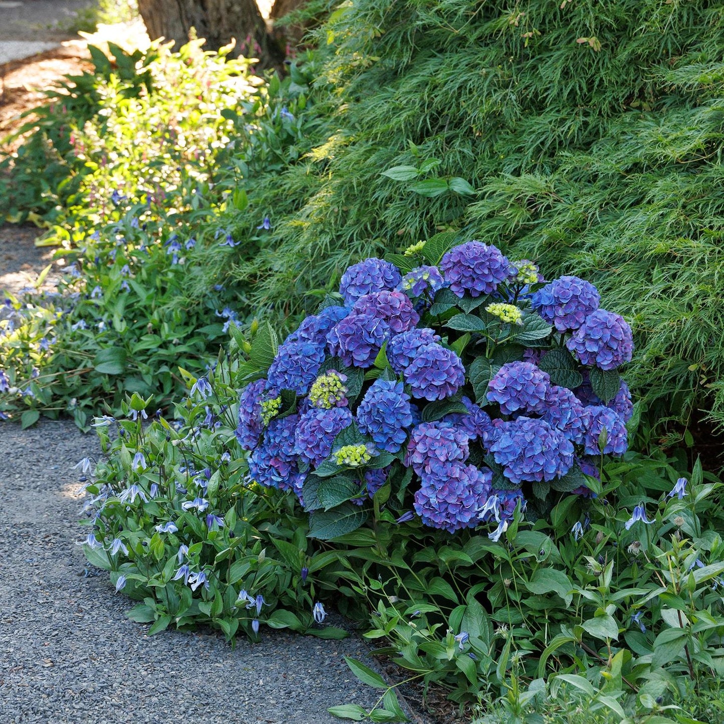 Hydrangea Macrophylla 'seaside Serenade Newport' - View 4 from www redcrocus com
