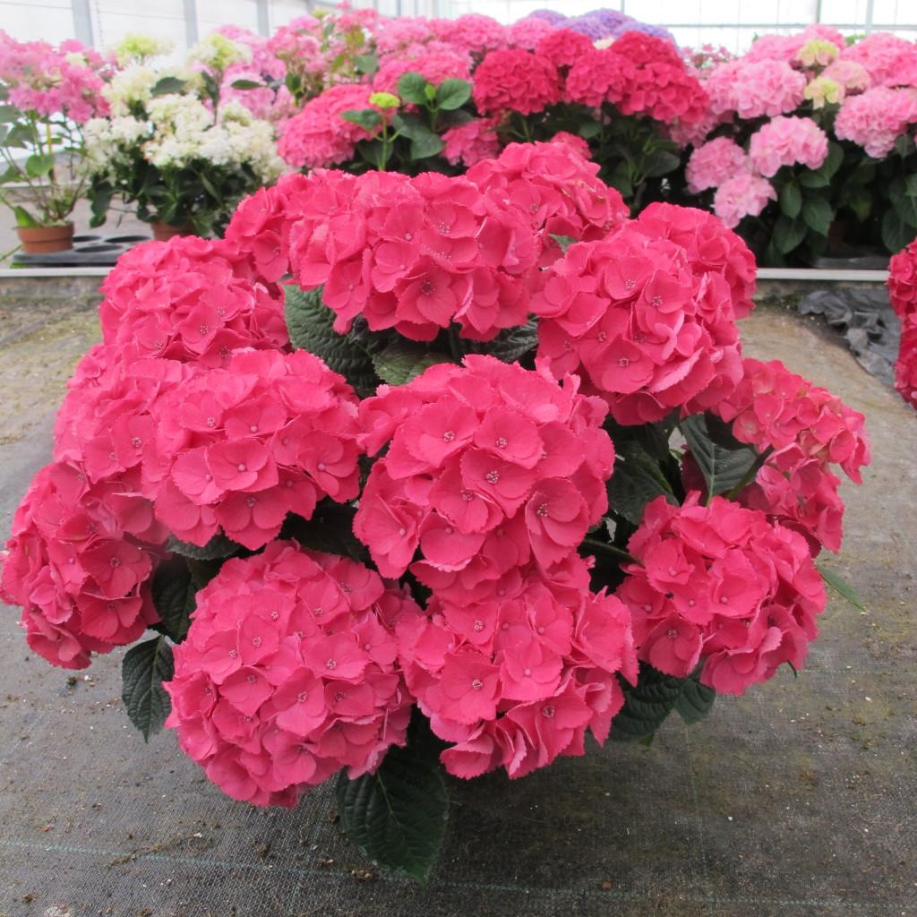 Hydrangea Macrophylla 'seaside Serenade Newport' - View 6 from www redcrocus com