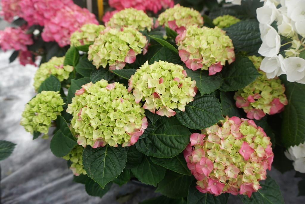 Hydrangea Macrophylla 'seaside Serenade Newport' - View 9 from www redcrocus com
