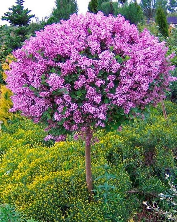 Syringa Meyeri 'palibin' Tree Form - View 10 from www redcrocus com