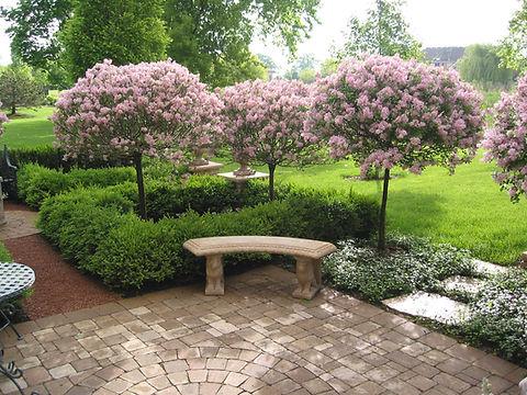 Syringa Meyeri 'palibin' Tree Form - View 13 from www redcrocus com