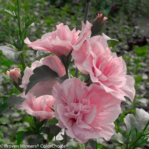 Hibiscus Syriacus 'pink Chiffon' - View 1 from www redcrocus com
