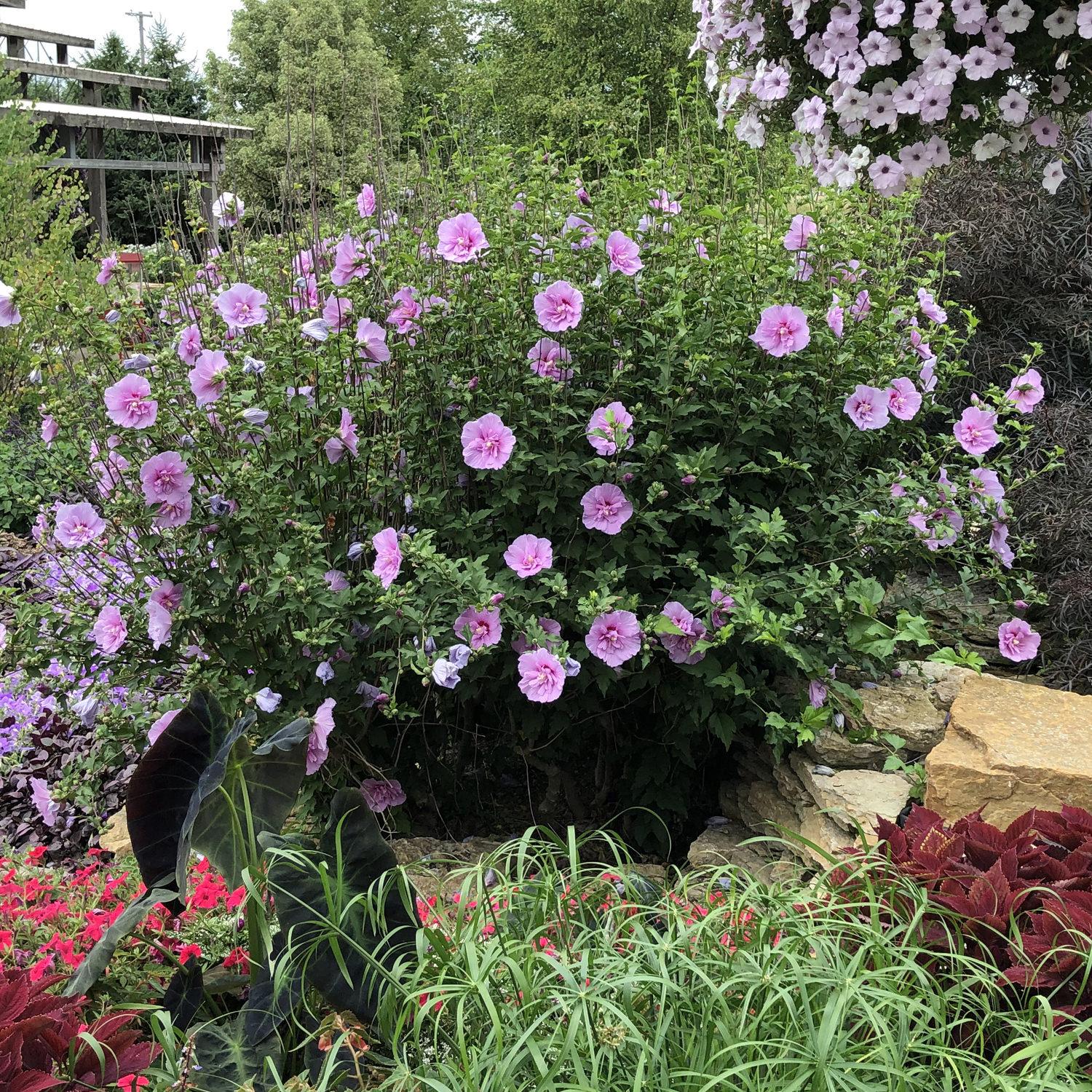 Hibiscus Syriacus 'dark Lavender Chiffon' - View 12 from www redcrocus com