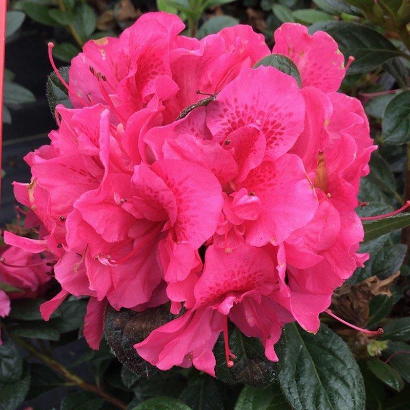 Azalea 'perfecto Mundo Double Dark Pink' - View 10 from www redcrocus com