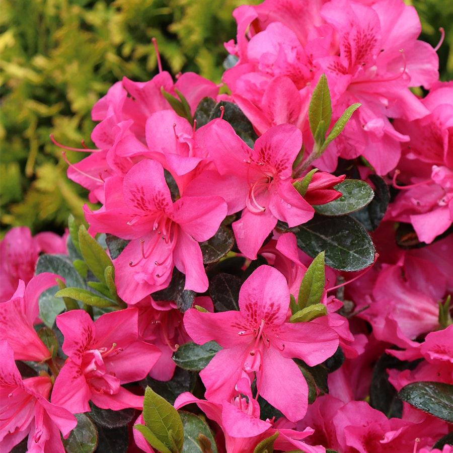 Azalea 'perfecto Mundo Double Dark Pink' - View 12 from www redcrocus com