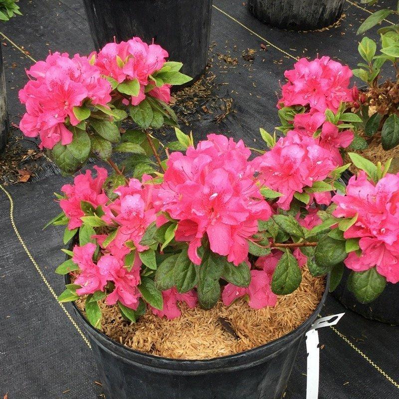 Azalea 'perfecto Mundo Double Dark Pink' - View 13 from www redcrocus com