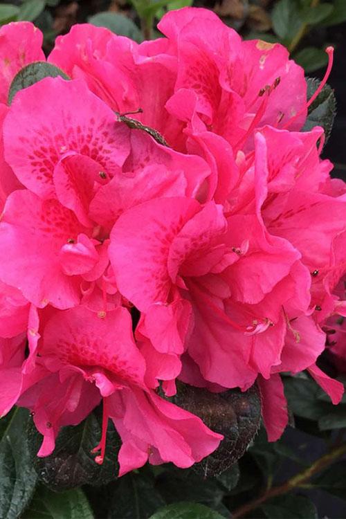 Azalea 'perfecto Mundo Double Dark Pink' - View 14 from www redcrocus com