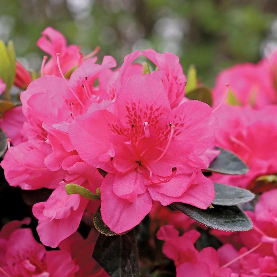 Azalea 'perfecto Mundo Double Dark Pink' - View 16 from www redcrocus com